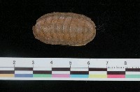 藏品(薄石鱉)的圖片